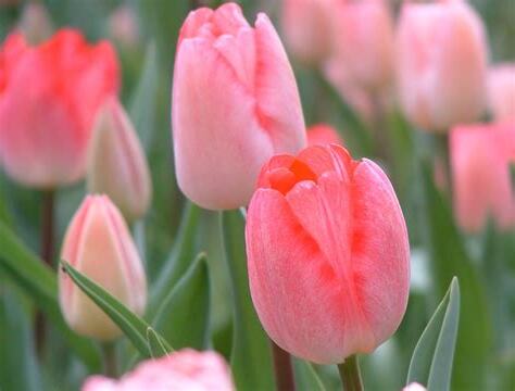粉紅色鬱金香 花語
